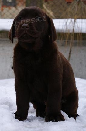 Labradorský retriever-černá a čokoládová štěnátka s PP Labradorský retriever-černá a čokoládová štěnátka s PP