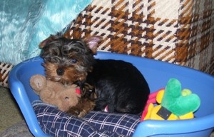 Jork��rsk� terier - �t��ata bez pp