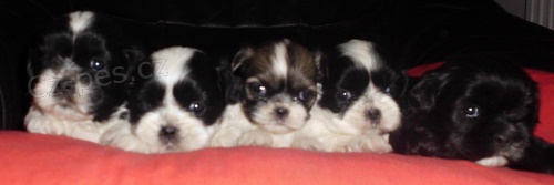 �t�n�tka shi tzu