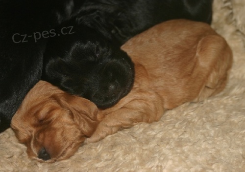 Anglick� kokr�pan�l 