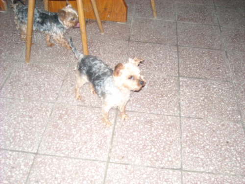 Prod�m Jork��rsky terier, pes + fenka