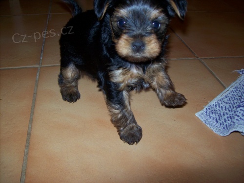 Prod�m �t�n�