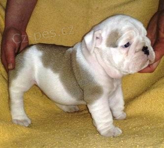 Anglick� buldok - �t���tka s PP