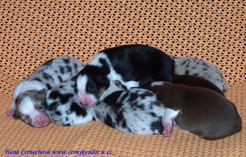 Australsk� ov��k