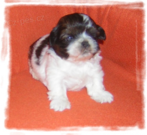 Roztomil� �t���tka