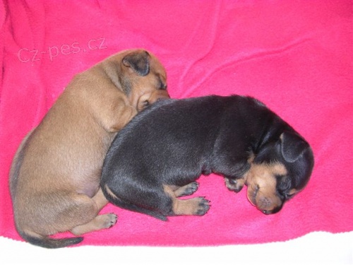 Jezev��k hladkosrst� standard