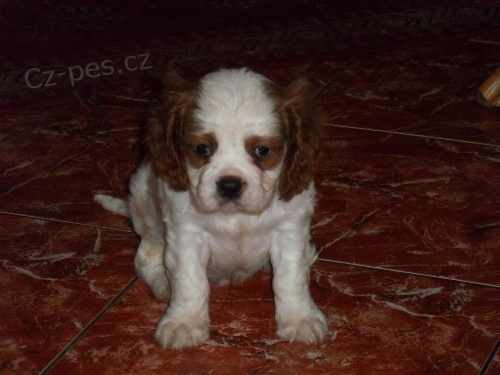 kaval�r king charles �pan�l