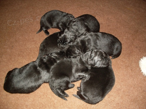 Novofundlandsk� pes