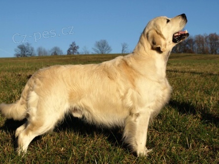 Zlat� retr�vr /golden retriever s PP/ �t��ata