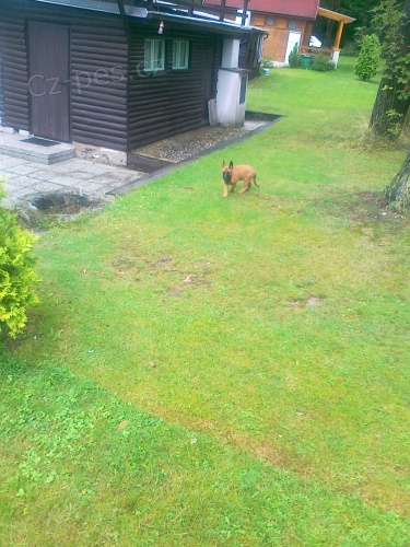 BOM - pes 8.m�s��n�