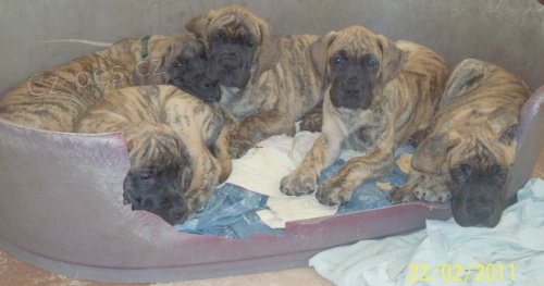 n�meck� doga s PP 