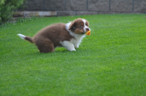 Australsk� ov��k �t.s PP