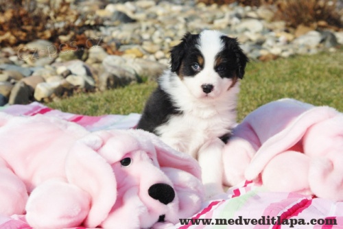 Australsk� ov��k �t.s PP