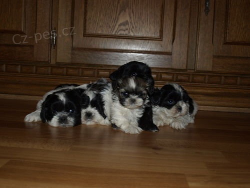 kr�sn� �t�n�tka shih tzu