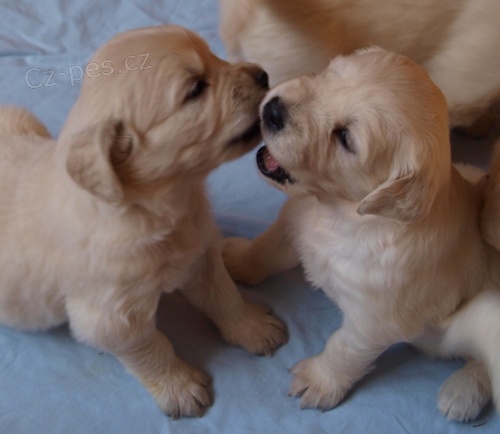 �t���tka Zlat�ho retrievra s PP