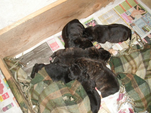 Labrado-ridgeback �t��ata na prodej