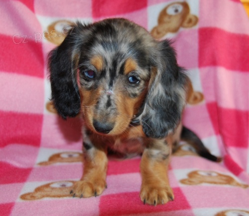 Dlouhosrst� jezev��k