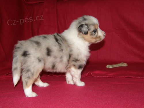 Australsk� ov��k �t��ata