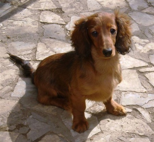 Jezev��k trpasli��/kr�li��