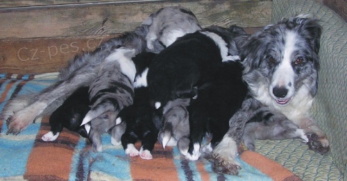 Border kolie s PP - �t��ata