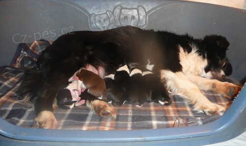 Border collie -�tenata