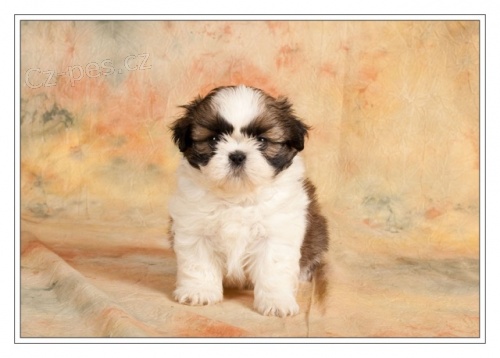 SHIH TZU �t���tka