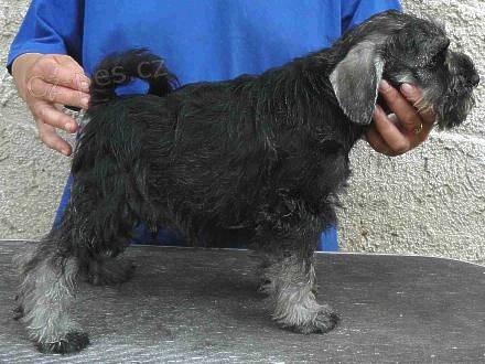 Knírač malý pepř a sůl Knírač malý pepř a sůl