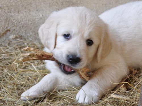 �t���tka Zlat�ho retrievra s PP