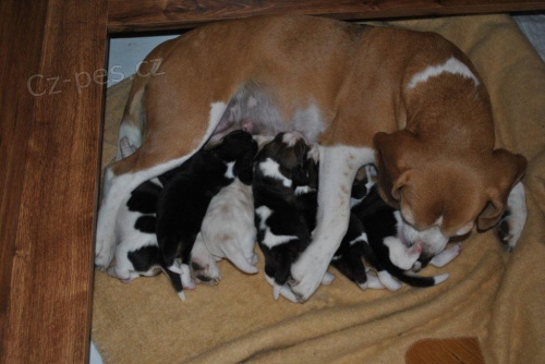 Nab�z�me kr�sn� �t���tka B�gla s PP