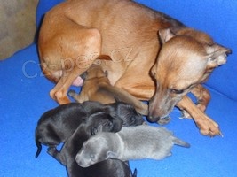 Italsk� chrt�k - �t��ata s pp