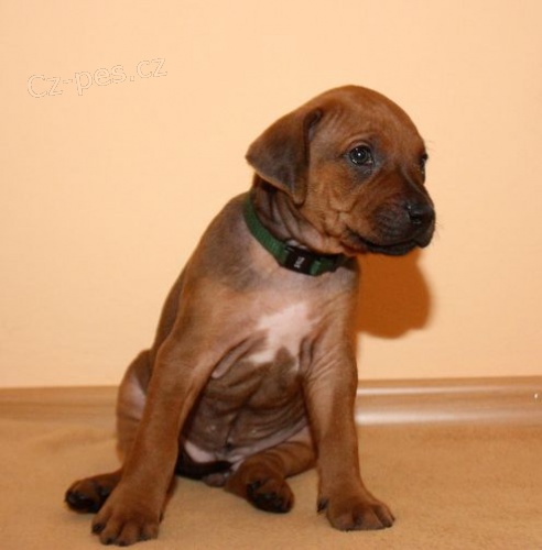 Rhod�sk� ridgeback - �t���tka s PP