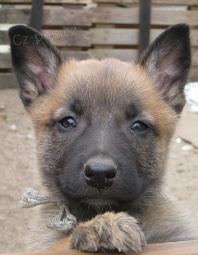 Belgick� ov��k malinois �t��ata na prodej
