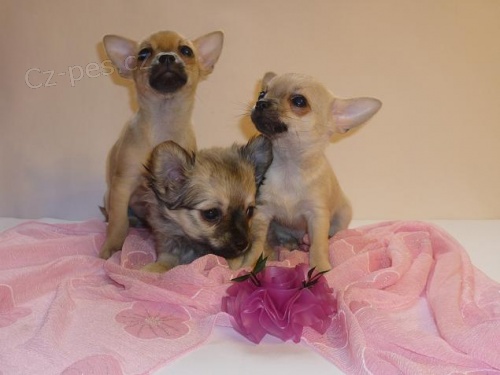 �t���tka �ivavy s PP