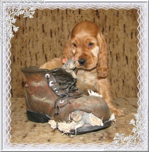 Anglick� kokr�pan�l