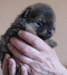 N�meck� �pic mal� - �t���tka s PP