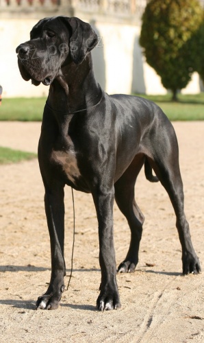 N�meck� doga - �t��ata