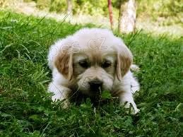 Zlat� retriever - �t��ata