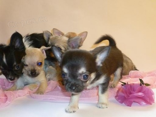 �t���tka �ivavy s pr�kazem p�vodu