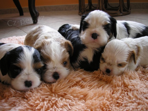 prod�m �t���tka