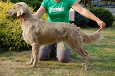 V�marsk� oha� dlouhosrst�