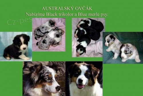 Australsk� ov��k