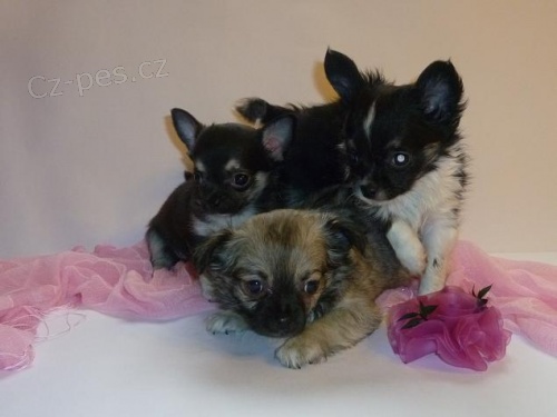 �t���tka dlouhosrst� �ivavy s PP