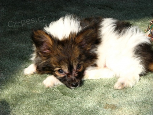 Papillon - �t��ata