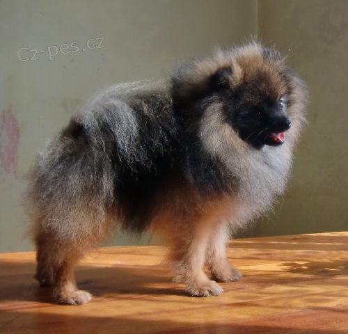 N�meck� �pic trpasli�� / pomeranian s PP