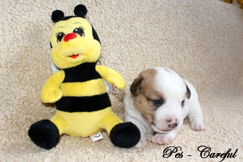 Jack Russell terier s PP - oba rodi�e hladkosrst�