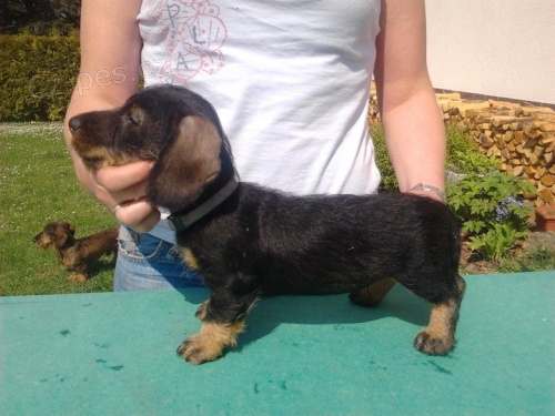 Jezev��k drsnosrst� trpasli�� s PP