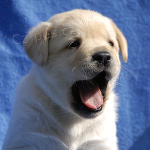 Labrador �t���tko s PP
