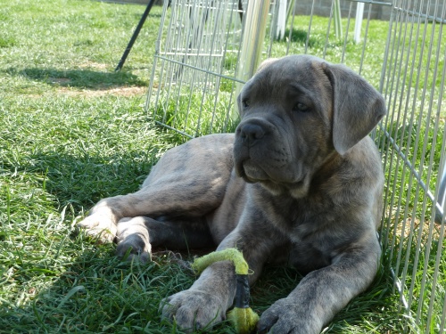Cane corso �t�nata s PP