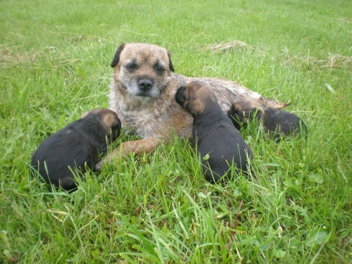 Prod�m �t��ata Border teri�r