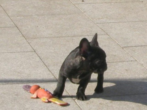 Francouzsk� buldo�ek - �t��ata